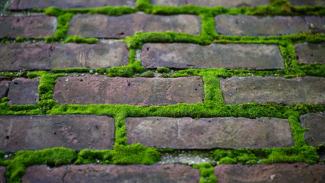 Grüne Lösungen gegen dicke Stadtluft: Moos, Luftfilter und Sensorik